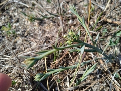 Thesium spicatum