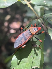 Callibaphus