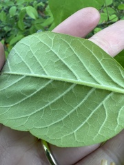 Fraxinus biltmoreana