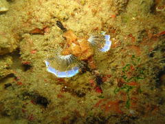 Eurypegasus draconis