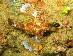 Eurypegasus draconis