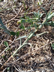 Thesium spicatum