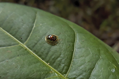 Plagiometriona multisignata