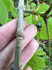 Fraxinus biltmoreana