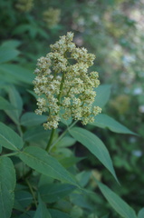 Sambucus williamsii