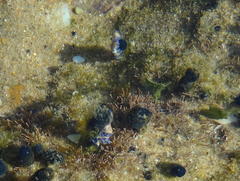 Eudistoma caeruleum