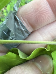 Fraxinus biltmoreana