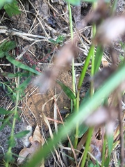 Colletes cunicularius