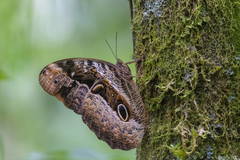 Caligo beltrao