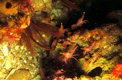 Rhynchocinetes durbanensis