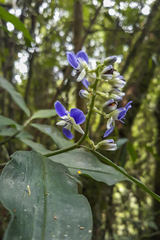 Dichorisandra hexandra