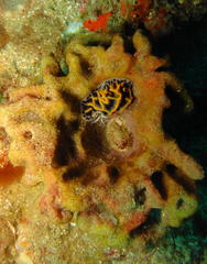 Halgerda wasinensis