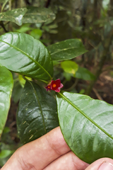 Psychotria nuda