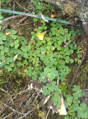 Oxalis flagellata