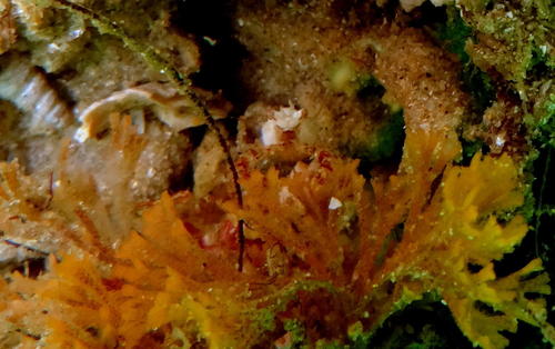 Achaeopsis spinulosa