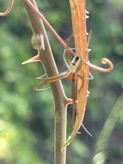 Mecynogea lemniscata image