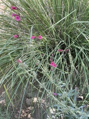 Penstemon parryi