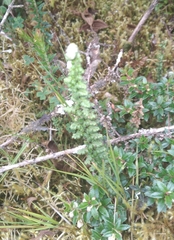 Jamesonia cheilanthoides