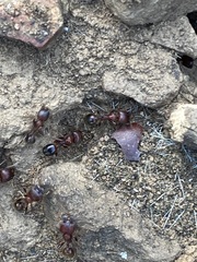 Veromessor stoddardi