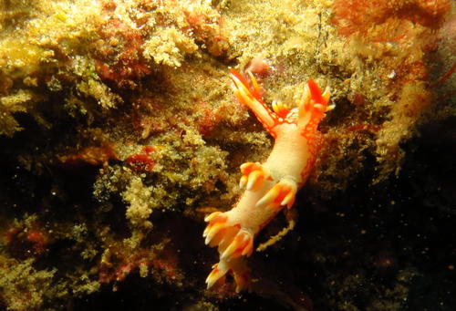 Bornella valdae