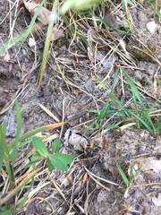 Colletes cunicularius