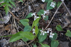 Viola hancockii
