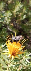 Mesonychium