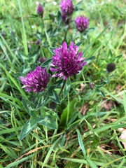 Trifolium pratense