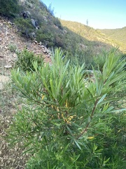 Ornithostaphylos oppositifolia