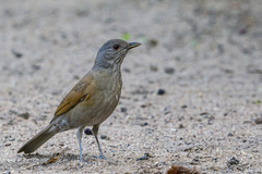 Turdus leucomelas