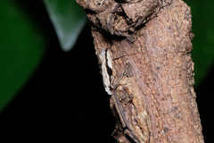 Erechthias atririvis