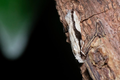 Erechthias atririvis