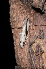 Erechthias atririvis
