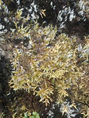 Racomitrium crispipilum