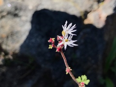 Lithophragma glabrum