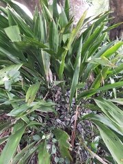 Aspidistra attenuata
