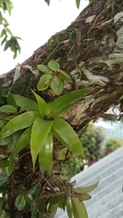 Aechmea fasciata