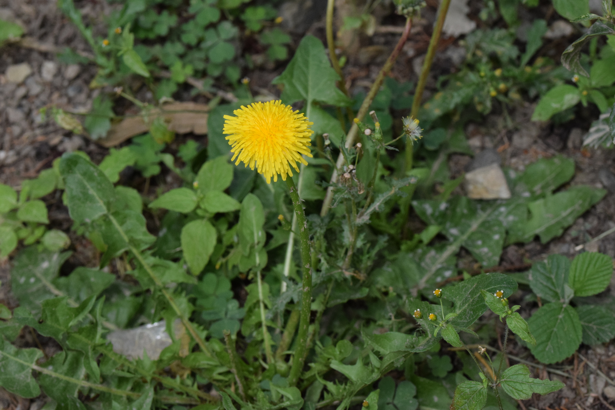 Taraxacum image