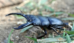 Serrognathus titanus