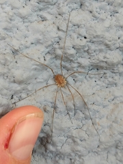Phalangiinae