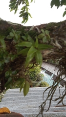 Aechmea fasciata