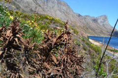 Leucadendron sessile