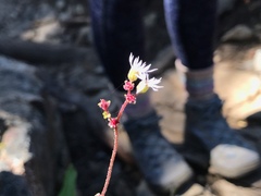 Lithophragma glabrum