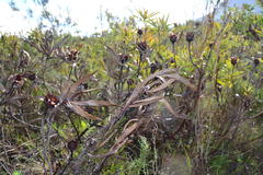 Protea burchellii