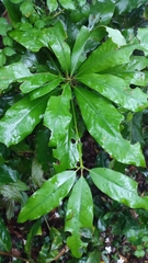 Machilus japonica