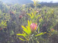 Protea burchellii