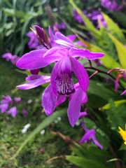 Bletilla