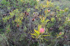 Protea burchellii
