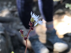 Lithophragma glabrum