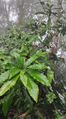 Machilus japonica